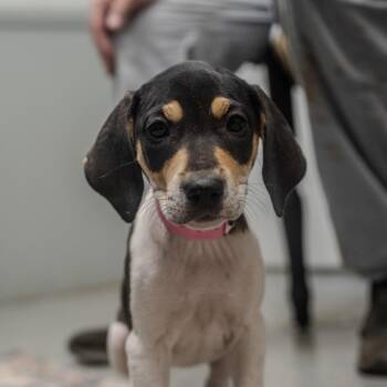 Fajita -  Hound and Mixed Breed Dog for Adoption in Pawling, New York - Fajita | PetCurious