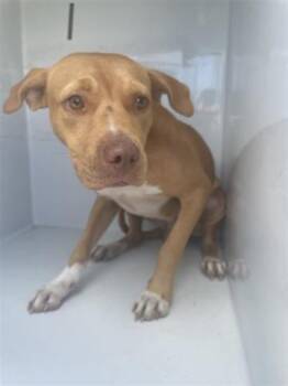 Rescue Pit Bull Terrier and Mixed Breed Dogs for Adoption in Houston, Texas - A643734 | PetCurious