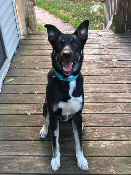 Fenix -  Mixed Breed Dog for Adoption in Sioux Falls, South Dakota - Fenix | PetCurious