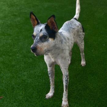 Cattle Dog and Mixed Breed Dogs Available for Adoption - Moxie | PetCurious