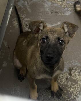 Gardenia -  Shepherd Dog for Adoption in Little Rock, Arkansas - Gardenia | PetCurious