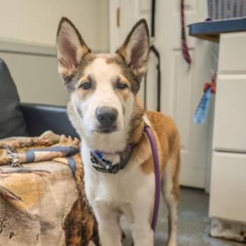 Benji -  Husky and Shepherd Dog for Adoption in Pawling, New York - Benji | PetCurious