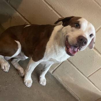 Red -  Pit Bull Terrier and Mixed Breed Dog for Adoption in Edinburg, Texas - Red | PetCurious