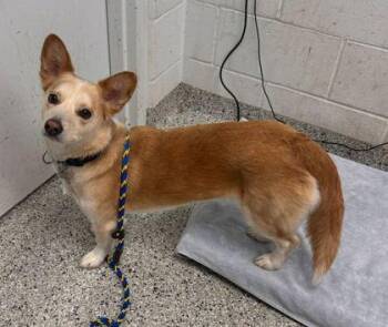 Sriracha -  Cardigan Welsh Corgi and Mixed Breed Dog for Adoption in Kansas City, Missouri - Sriracha | PetCurious