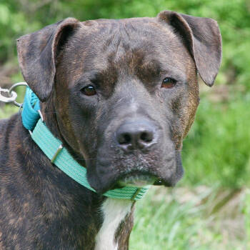 Rescue Mixed Breed Dogs for Adoption in Allentown, Pennsylvania - Chapo | PetCurious