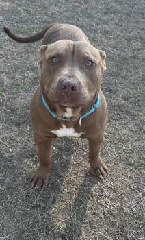 Terrier and Mixed Breed Dogs Available for Adoption - 2572B Tupac | PetCurious