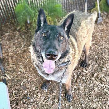Belgian Shepherd Malinois Dogs Available for Adoption in Oakland, California - Band Camp | PetCurious