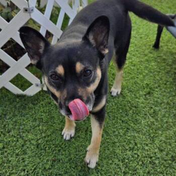 Pomeranian and French Bulldog Dogs Available for Adoption - NUTMEG | PetCurious