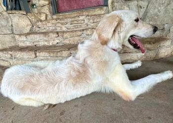 Great Pyrenees and Labrador Retriever Dogs Available for Adoption in Joshua, Texas - Bruno | PetCurious