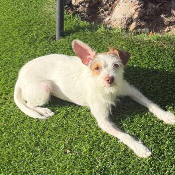 Beatrice -  Chihuahua and Terrier Dog for Adoption in Las Vegas, Nevada - Beatrice | PetCurious