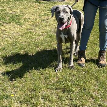 Great Dane and Mixed Breed Dogs Available for Adoption in Newark, New Jersey - Skylar (In Foster) | PetCurious