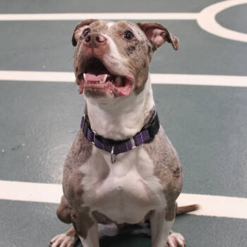 Rescue Pit Bull Terrier and Mixed Breed Dogs for Adoption in Oak Brook, Illinois - Brandi | PetCurious