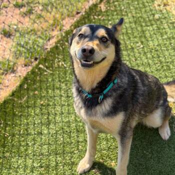 Maxx -  Husky and Rottweiler Dog for Adoption in Gainesville, Georgia - Maxx | PetCurious