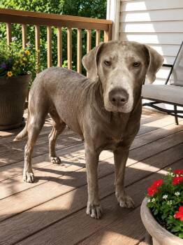 Momma Sally -  Labrador Retriever and Weimaraner Dog for Adoption in Midway, Utah - Momma Sally | PetCurious