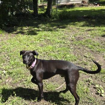 Mixed Breed Dogs Available for Adoption in Columbia, Missouri - Nash Fka Shane Hollander | PetCurious