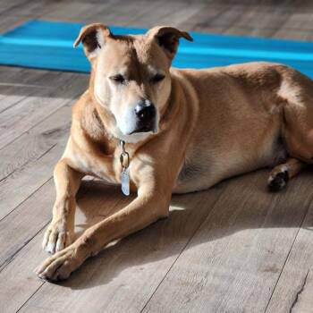 Shyleaux -  Yellow Labrador Retriever and Boxer Dog for Adoption in Ramona, California - Shyleaux | PetCurious