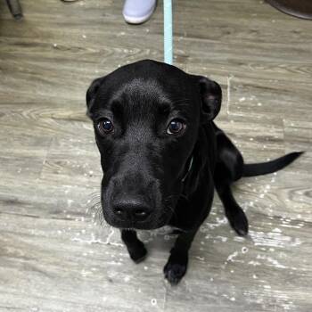 Toby -  Mixed Breed Dog for Adoption in Summerville, South Carolina - Toby | PetCurious