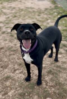 Rescue Labrador Retriever and Mixed Breed Dogs for Adoption in Neenah, Wisconsin - Cricket | PetCurious