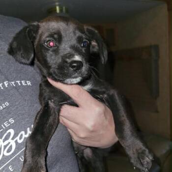 Mixed Breed Dogs Available for Adoption in Tonopah, Arizona - Kane | PetCurious