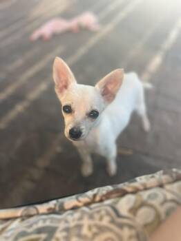 Rescue Chihuahua Dogs for Adoption in De Pere, Wisconsin - Ghost | PetCurious