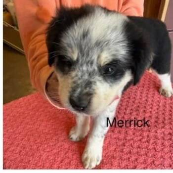 Merrick -  Mixed Breed Dog for Adoption - Merrick | PetCurious