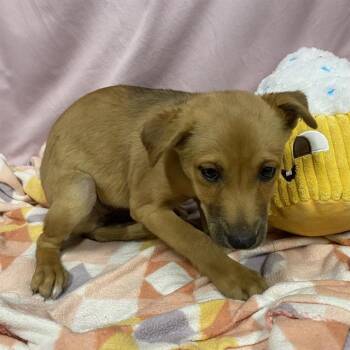 A612556 -  Labrador Retriever and Staffordshire Bull Terrier Dog for Adoption in Modesto, California - A612556 | PetCurious