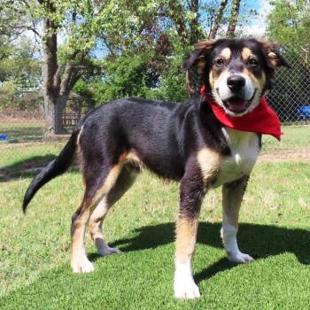 Quest -  Australian Shepherd and Mixed Breed Dog for Adoption in Wadena, Minnesota - Quest | PetCurious