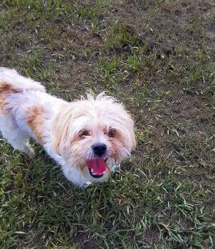 Shih Tzu and Dachshund Dogs Available for Adoption in Oroville, Washington - Scamp | PetCurious