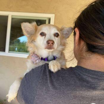 Rescue Pomeranian Dogs for Adoption in Ramona, California - Twinkle | PetCurious