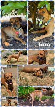 Taco -  Chihuahua and Dachshund Dog for Adoption in Newberg, Oregon - Taco | PetCurious