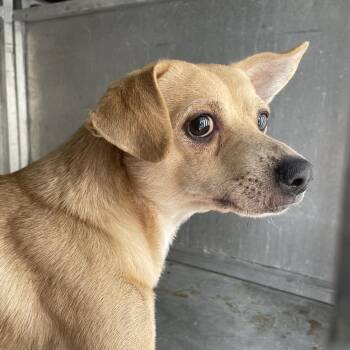 Lime -  Chihuahua and Terrier Dog for Adoption in Edinburg, Texas - Lime | PetCurious