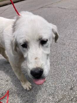 Great Pyrenees Dogs Available for Adoption in Dallas, Texas - PENNIE | PetCurious