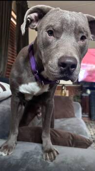 Rescue Labrador Retriever Dogs for Adoption in Saratoga Springs, New York - Scooby | PetCurious