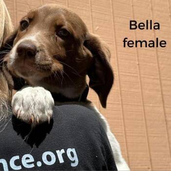 Miley -  Mixed Breed Dog for Adoption in Edwardsville, Illinois - Miley | PetCurious