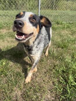 WINNIE -  Australian Cattle Dog Blue Heeler Dog for Adoption in Kalamazoo, Michigan - WINNIE | PetCurious