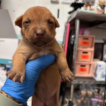 Jocelyn -  Shepherd Dog for Adoption in Edinburg, Texas - Jocelyn | PetCurious