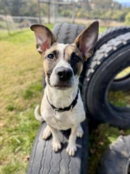 Boo -  Mixed Breed Dog for Adoption in Roseburg, Oregon - Boo | PetCurious