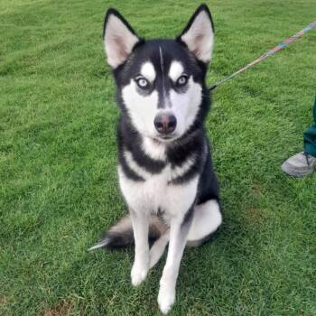 Sia -  Siberian Husky Dog for Adoption in New York, New York - Sia | PetCurious