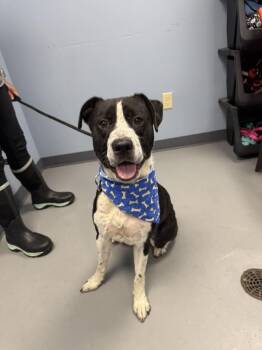 Rescue Terrier and Border Collie Dogs for Adoption in Zanesville, Ohio - Kixx | PetCurious