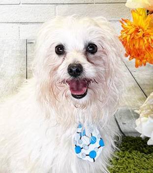 MALBU -  Maltese Dog Available for Adoption in Castro Valley, California - MALBU | PetCurious
