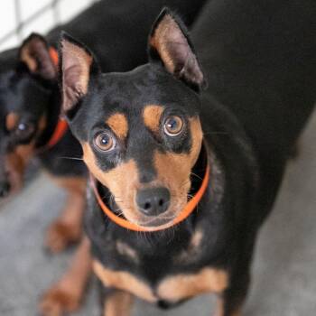 Trixie (AG26-204) -  Miniature Pinscher Dog for Adoption in Peyton, Colorado - Trixie (AG26-204) | PetCurious