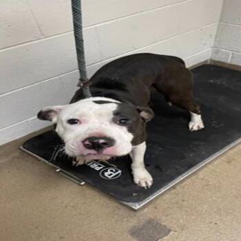 Devyn -  Pit Bull Terrier Dog for Adoption in East St. Louis, Illinois - Devyn | PetCurious
