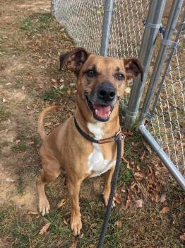 Hound Dogs Available for Adoption - Grace (ID 48861/815) | PetCurious