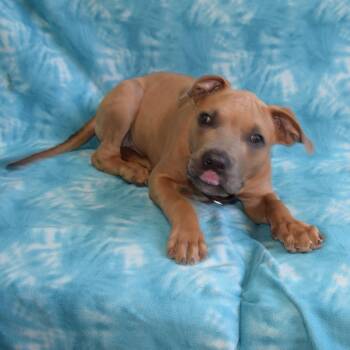 Simpson -  Mixed Breed Dog for Adoption in Eureka, California - Simpson | PetCurious