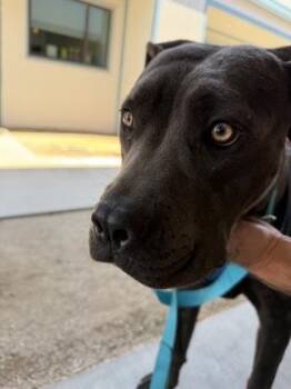 Vanellope -  Cane Corso and Mixed Breed Dog for Adoption in Fresno, California - Vanellope | PetCurious
