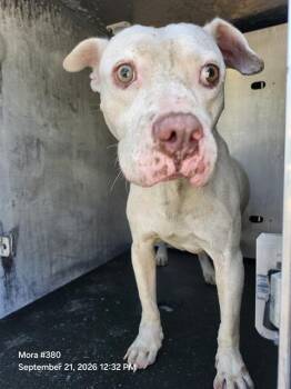 MAX -  American Staffordshire Terrier Dog for Adoption in San Antonio, Texas - MAX | PetCurious