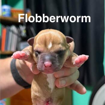 Flobberworm -  Mixed Breed Dog for Adoption in Spring Hill, Kansas - Flobberworm | PetCurious