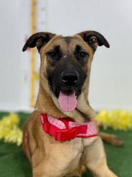 Sky-One of our Amazing Rescue Dogs -  Belgian Shepherd Malinois and Mixed Breed Dog for Adoption in Carlsbad, California - Sky-One Of Our Amazing Rescue Dogs | PetCurious