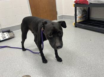 A385614 -  Pit Bull Terrier and Mixed Breed Dog for Adoption in Ocala, Florida - A385614 | PetCurious