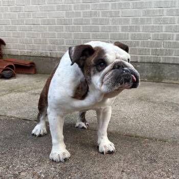 English Bulldog Dogs Available for Adoption in New Orleans, Louisiana - Tonks | PetCurious